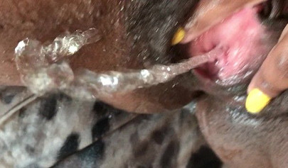 Black slut cums while masturbating up close