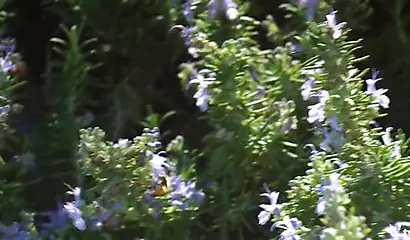 White couple shares a sexy ebony in a threesome