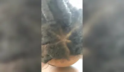 Ebony college beauty Arii deepthroating a BBC