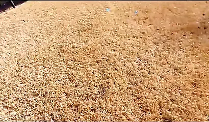 Curvy and adorable black teenie gives an outdoor blowjob and fucks doggy style