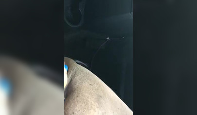 BBW black amateur seduces her Uber driver an masturbates by rubbing her pussy