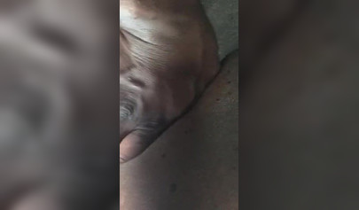 BBW black amateur seduces her Uber driver an masturbates by rubbing her pussy