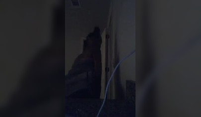 Dashing black teenie strips naked for the camera and shows off her perfect body