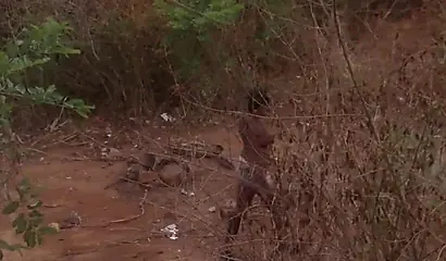 Amateur black girl strips naked and rubs her pussy outside before fucking her man