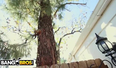 Most viewed brown bunnies videos of all time - Part 1